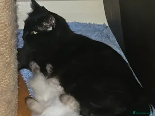 Ragdoll cats Seal Colourpoint Male - Advert 17