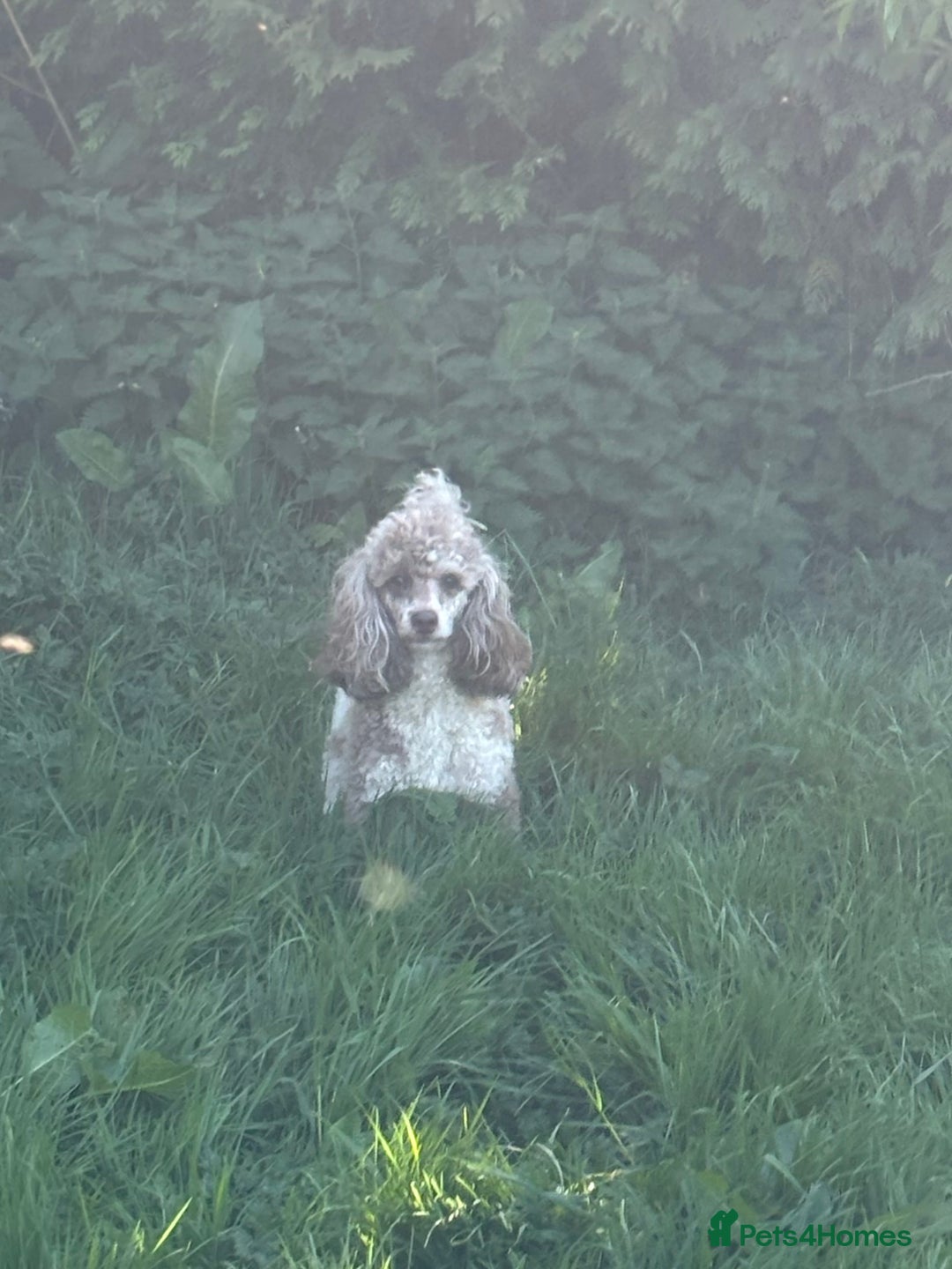 Cockapoo dogs for sale: Health tested Toy Cockerpoos - Advert 20