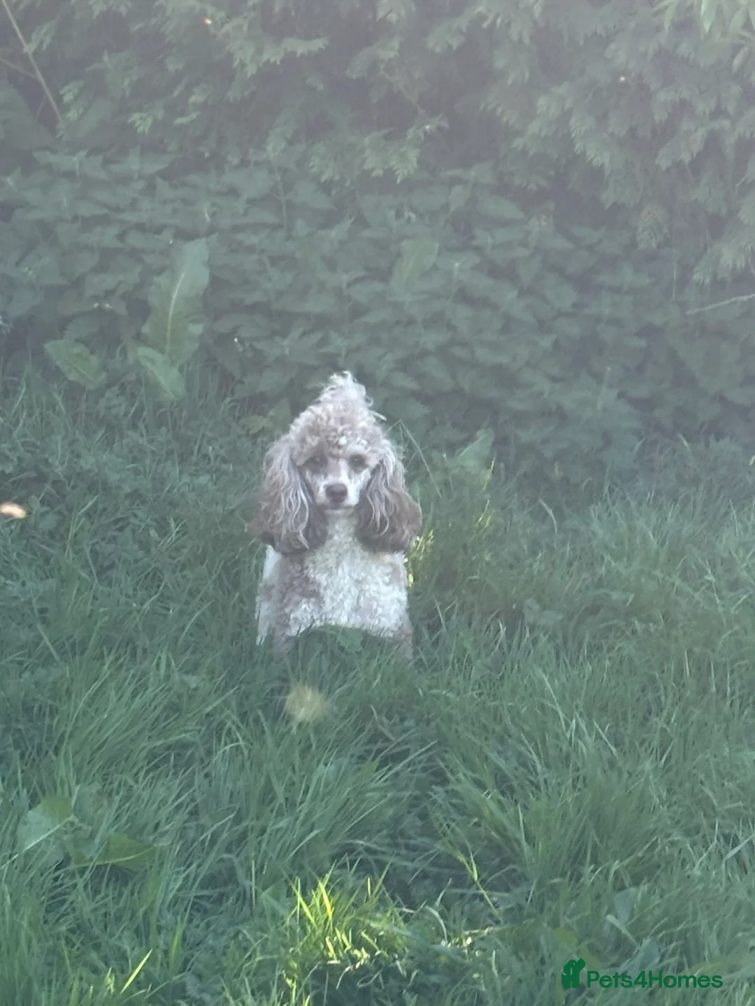 Cockapoo dogs for sale: LAST BOY REDUCED- Health Tested toy cockerpoos  - Advert 15