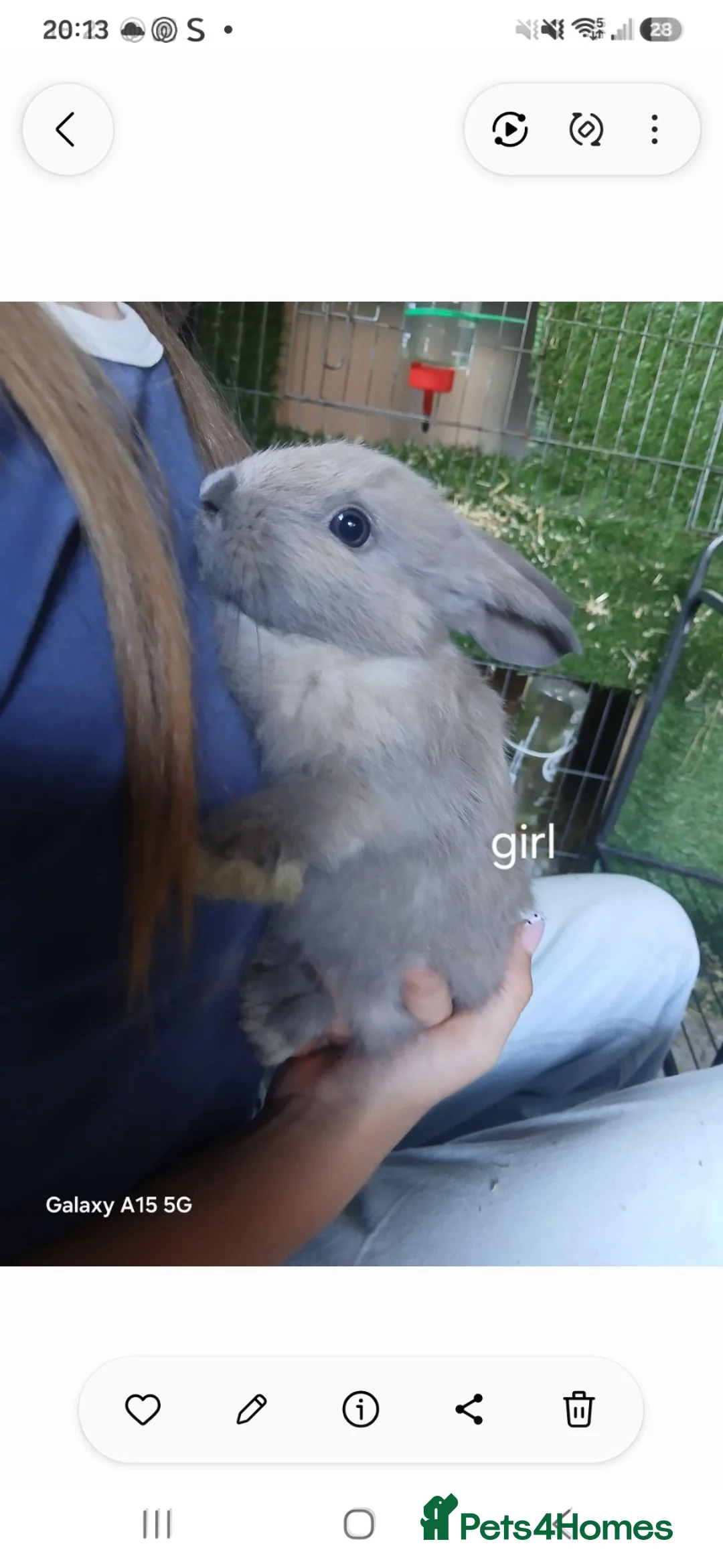 Mixed Breed rabbits for sale: Baby rabbits for sale - Advert 2
