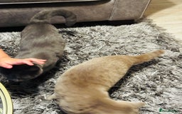 British Shorthair cats for sale: Adorable Active Pure British short hair - Image 3