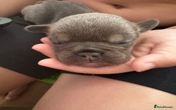 Mixed Breed dogs for sale: Frenglish puppies  - Image 4