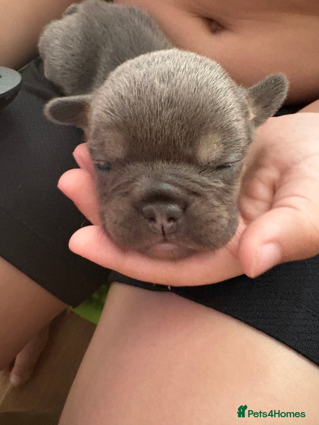 Mixed Breed dogs for sale: Frenglish puppies  - Image 4