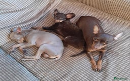 Russian Toy Terrier dogs for sale: Purebred Russian Toy long-haired - Image 19