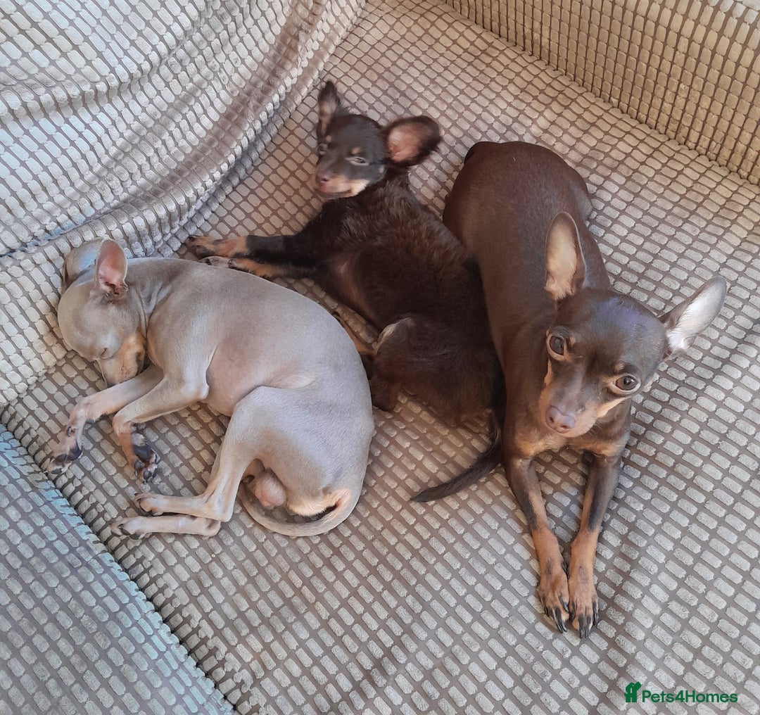 Russian Toy Terrier dogs for sale: Purebred Russian Toy long-haired - Image 19