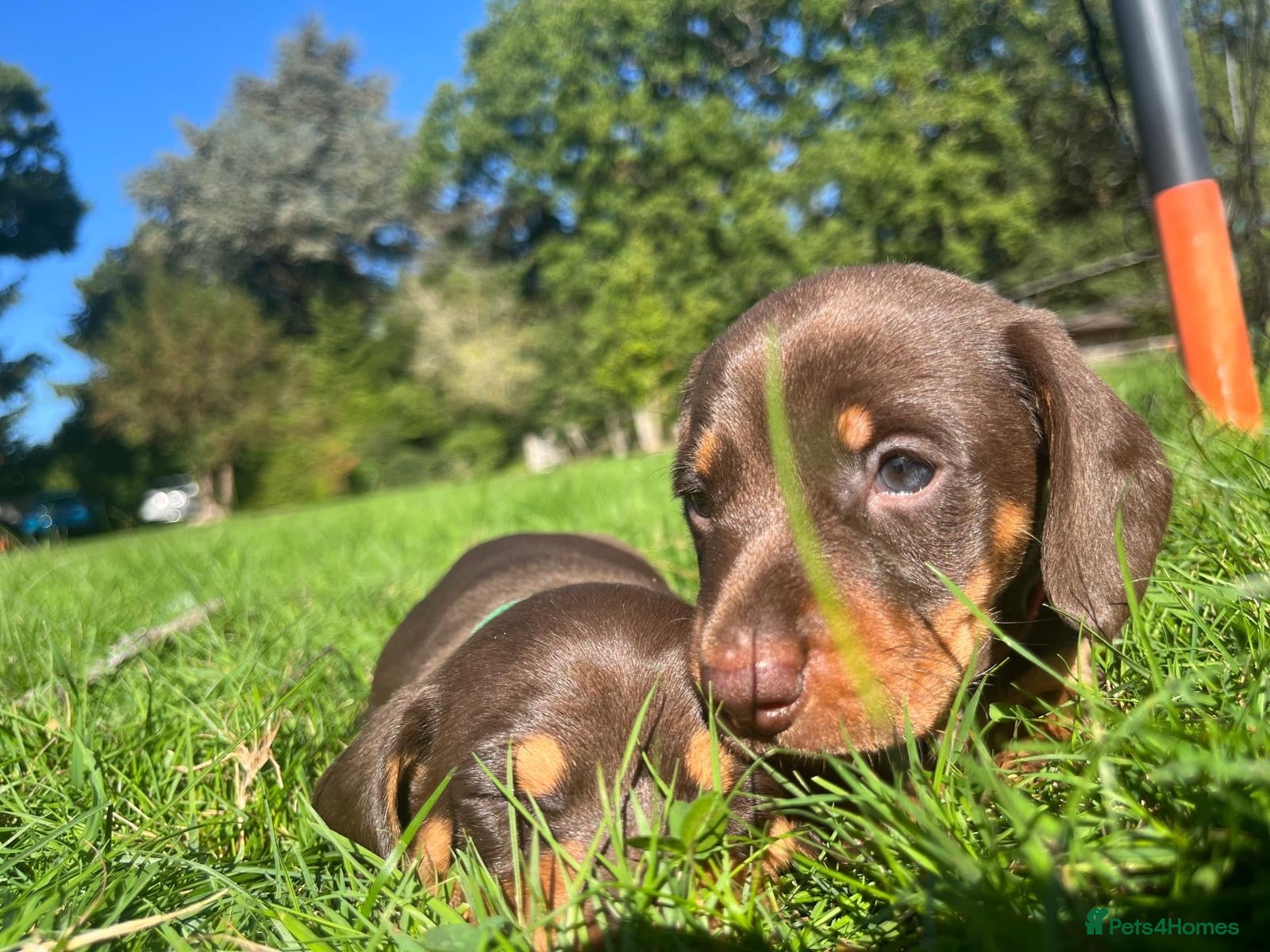 Miniature Dachshund dogs Pedigree Chocolate & Tan Miniature Dachshunds - Advert 16