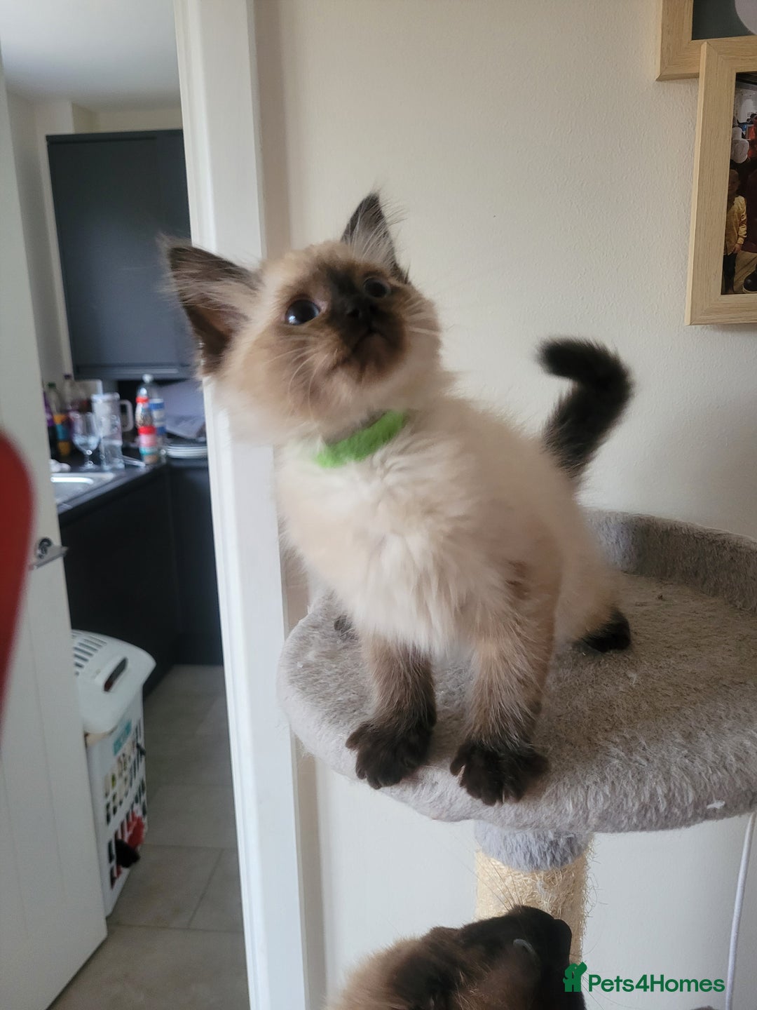 Ragdoll cats for sale: Super cute Ragdoll Kittens, Mink Seal Point  - Advert 8
