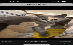British Shorthair cats for sale: 5 BSH kittens available - Image 14