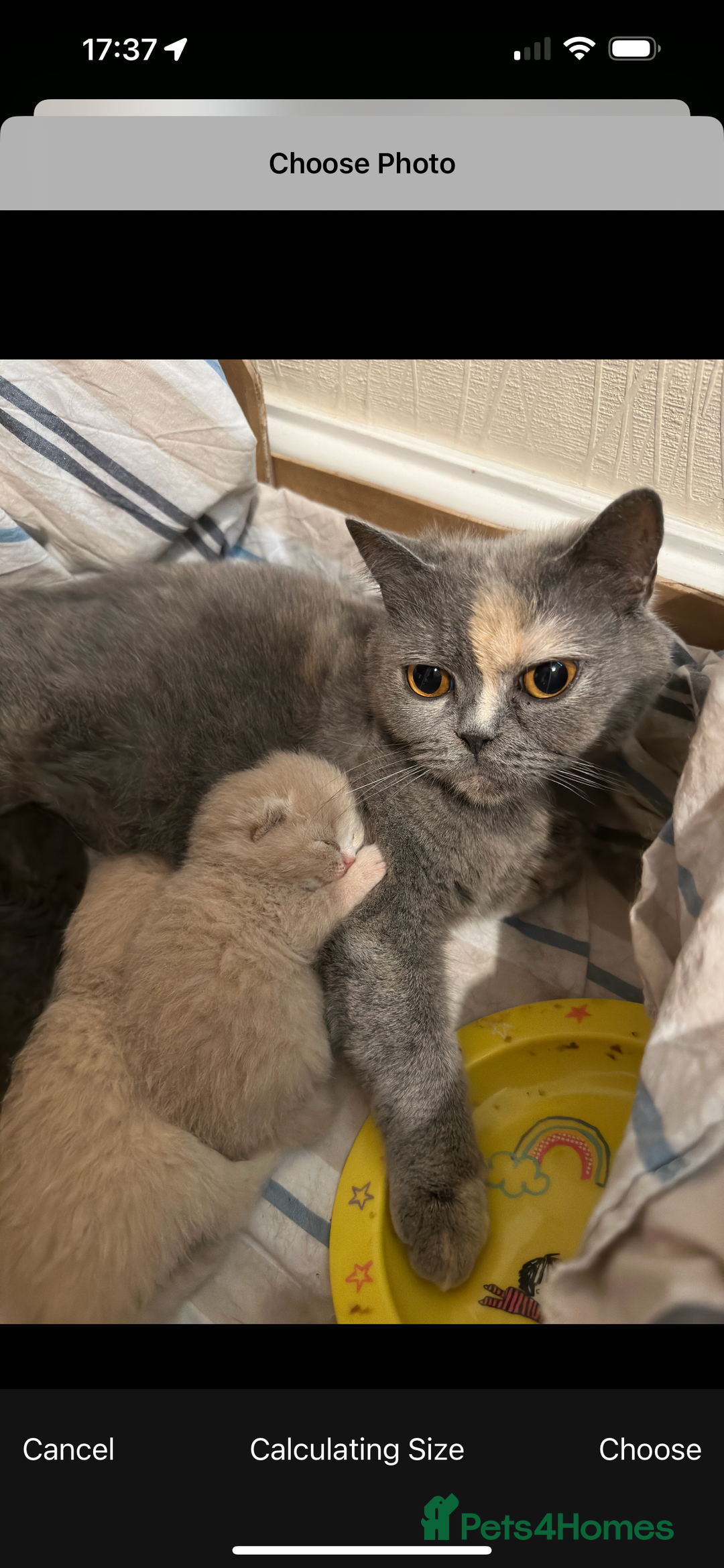 British Shorthair cats for sale: 5 BSH kittens available - Image 14