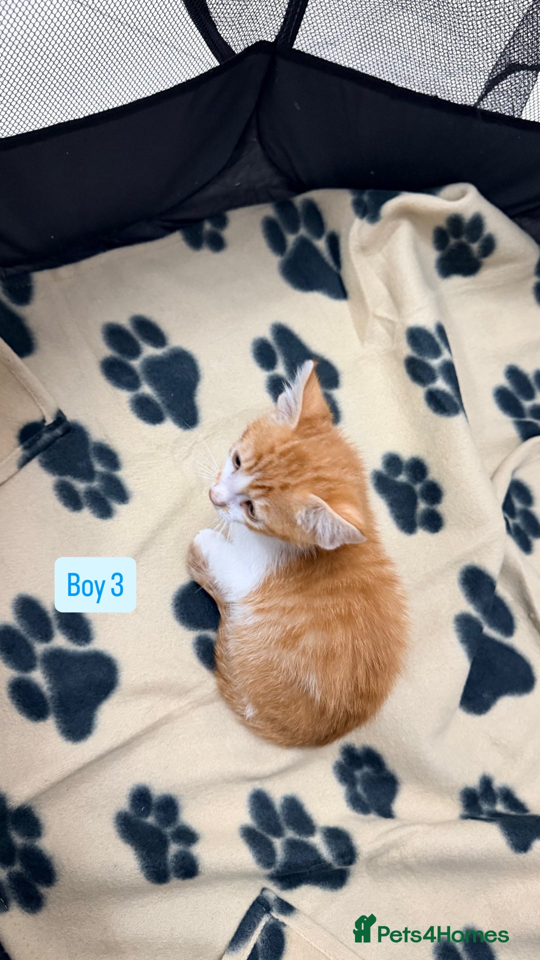 Mixed Breed cats for sale: 5 kittens available  - Image 10