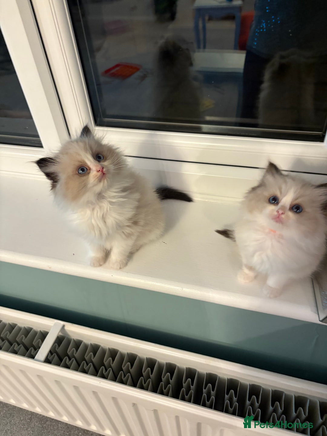 Ragdoll cats for sale: Genuine Ragdoll kittens from pedigree parents.  - Advert 9