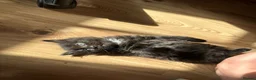 Russian Blue cats for sale: Russian Blue x British Shorthair kittens - Advert 6