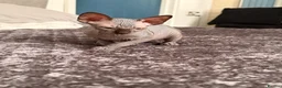 Sphynx cats for sale: !🌺🫶 Ready NOW!! - Advert 10