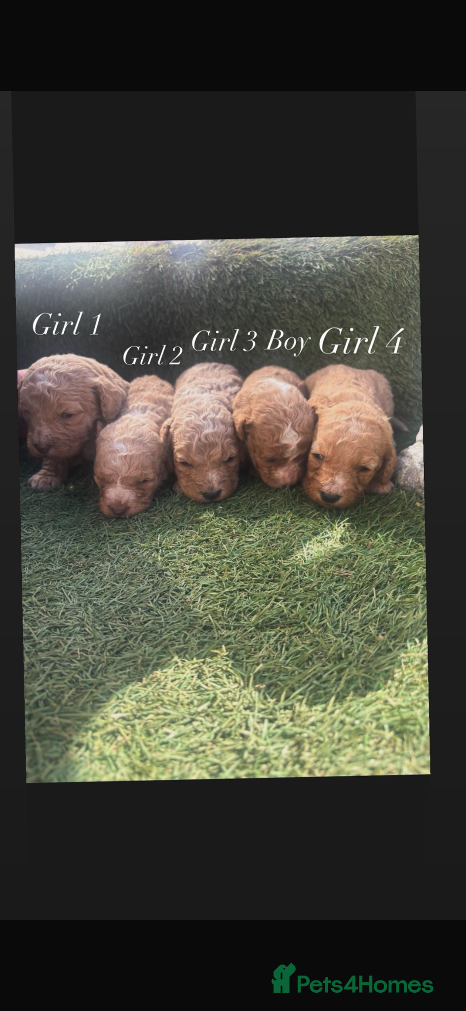 Cockapoo dogs Our Beautiful curly Cockapoo Puppy’s 🐾 - Advert 2