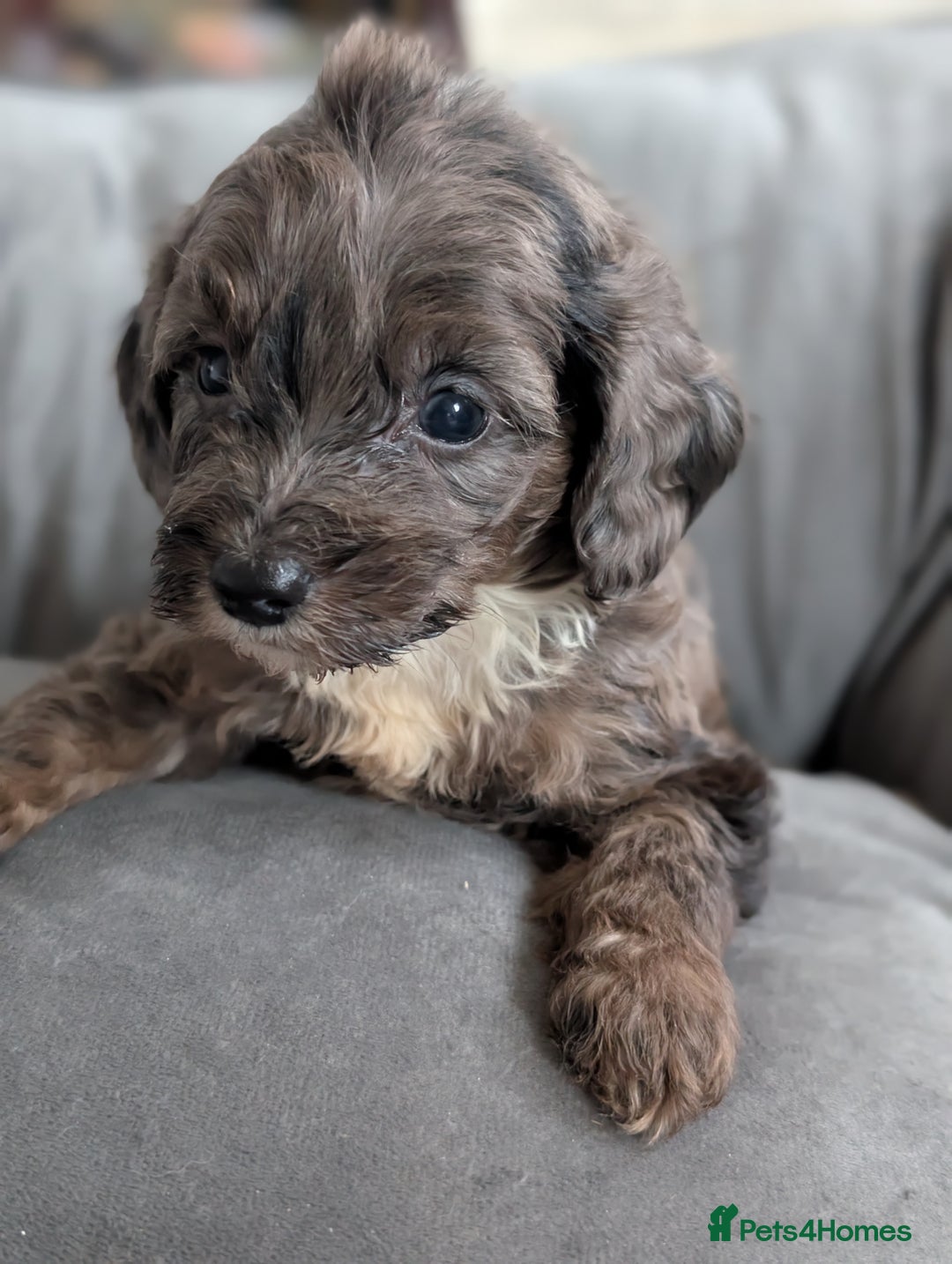 Cavapoochon dogs for sale: Rare Cavapoochons Home Raised PRA clear - Advert 39