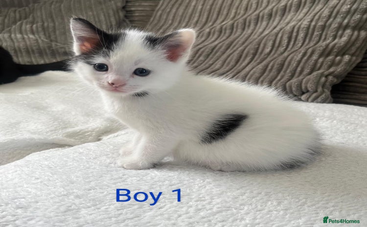 Mixed Breed cats - Advert 15