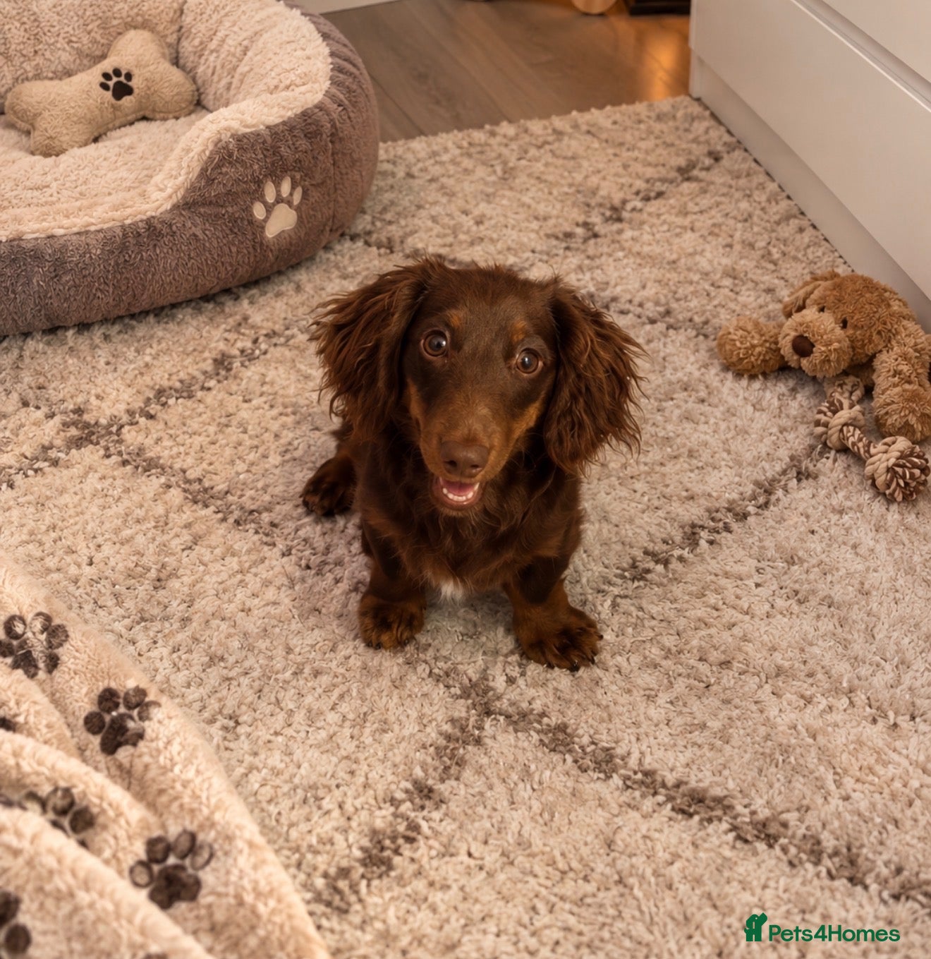 Miniature Dachshund dogs Stunning fluffy miniature dachshund  - Advert 5