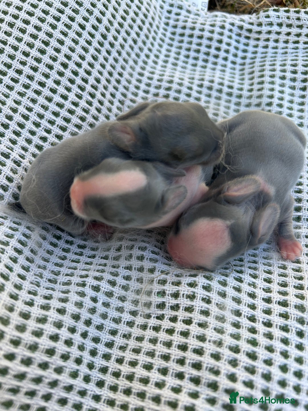 Mini Lop rabbits for sale: 3 beautiful mini lop rabbits for sale  - Image 1
