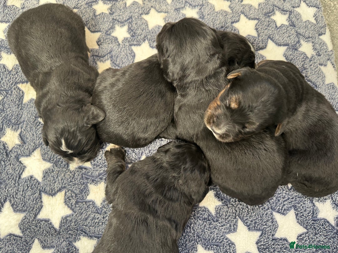 Bernese Mountain Dog dogs for sale: Wonderful litter of Golden Mountain Dogs - Advert 1