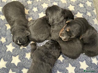 Bernese Mountain Dog dogs Wonderful litter of Golden Mountain Dogs - Advert 1