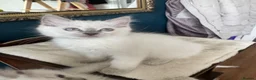 Ragdoll cats for sale: 💜🧡💙GCCF REG RAGDOLL babies see full description - Advert 31