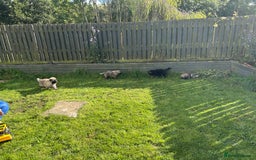 German Shepherd dogs for sale: KC Long Coats Ready To Leave Soon!  - Image 24