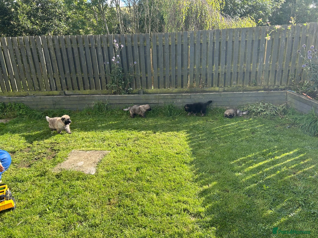 German Shepherd dogs for sale: KC Long Coats Ready To Leave Soon!  - Image 24