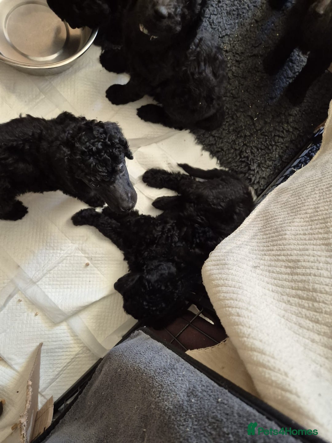 Standard Poodle dogs for sale: outstanding litter of standard poodle pups - Advert 9