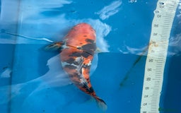 Koi Carp fish for sale: Various koi carp for sale  - Image 21