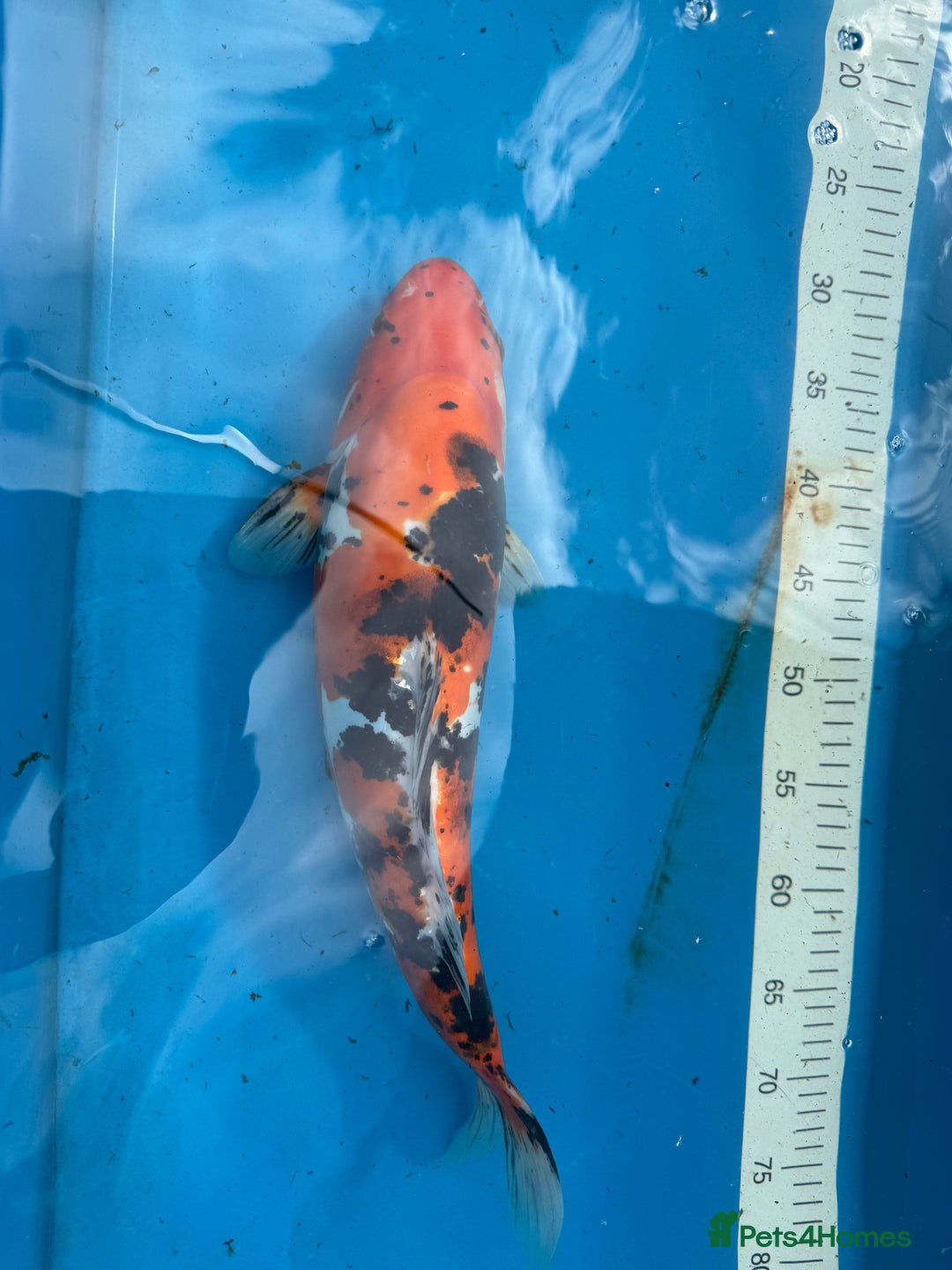 Koi Carp fish for sale: Various koi carp for sale  - Image 21