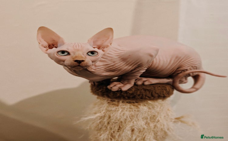 Sphynx cats TICA Registered Sphynx Kittens – Ready to move - Advert 3