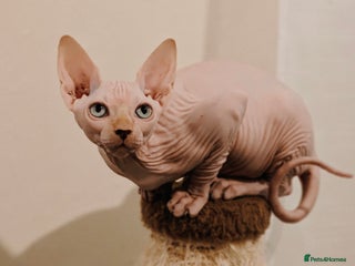 Sphynx cats TICA Registered Sphynx Kittens – Ready to move - Advert 4