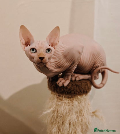 Sphynx cats TICA Registered Sphynx Kittens – Ready to move - Advert 3