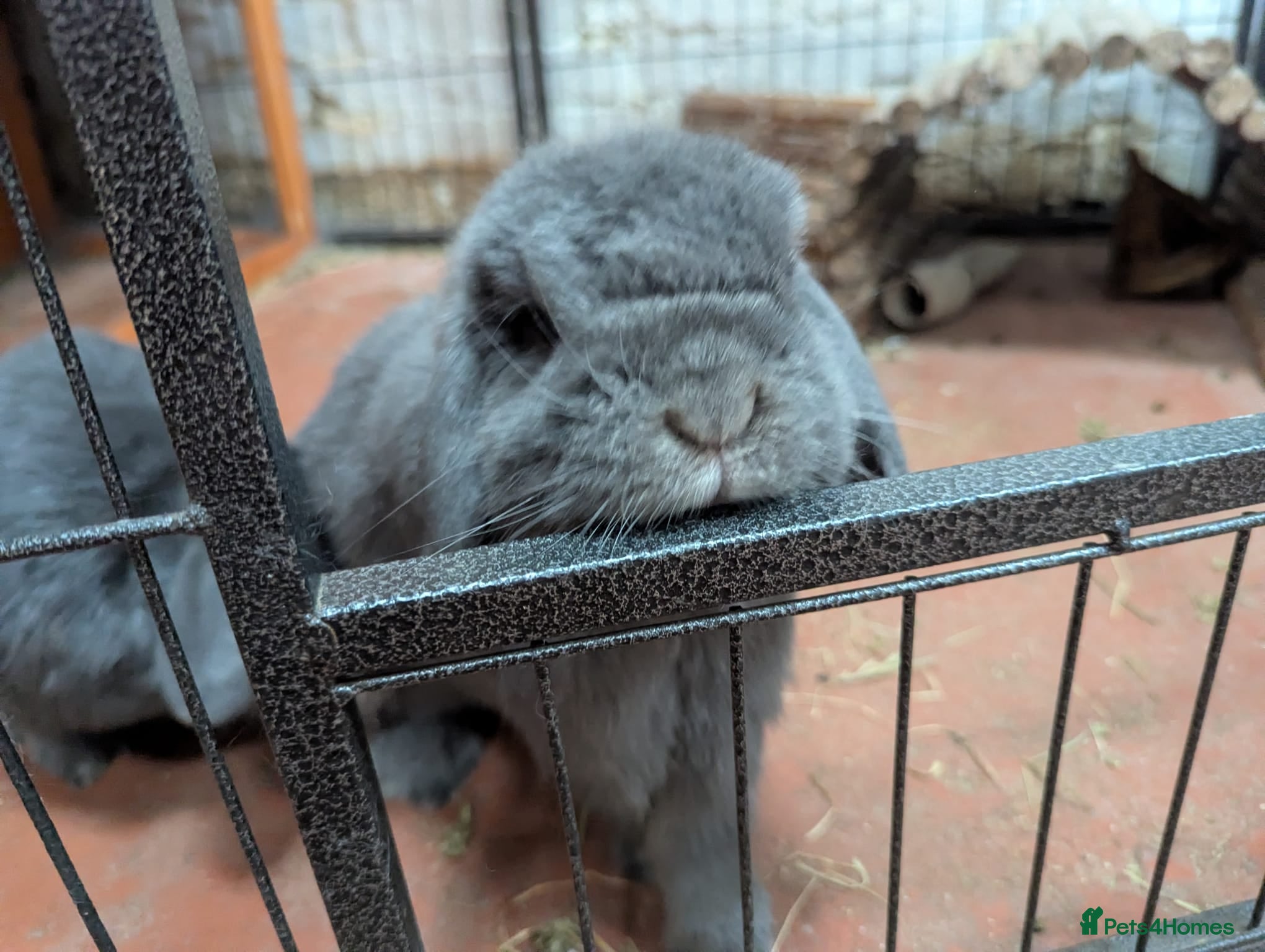 Mini Lop rabbits Potato (male mini lop) looking for a new home in ELY - Advert 1