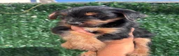 Yorkshire Terrier dogs for sale: ONE LITTLE FEMALE YORKIE PUPPY LEFT READY TODAY - Advert 2
