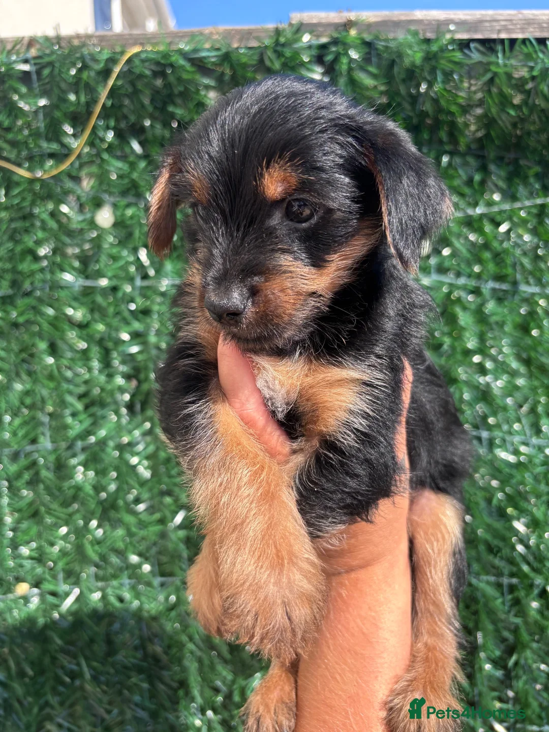 Yorkshire Terrier dogs for sale: ONE LITTLE FEMALE YORKIE PUPPY LEFT READY TODAY - Advert 2