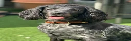Sprocker dogs for sale: Working Sprocker Spaniels  - Advert 1