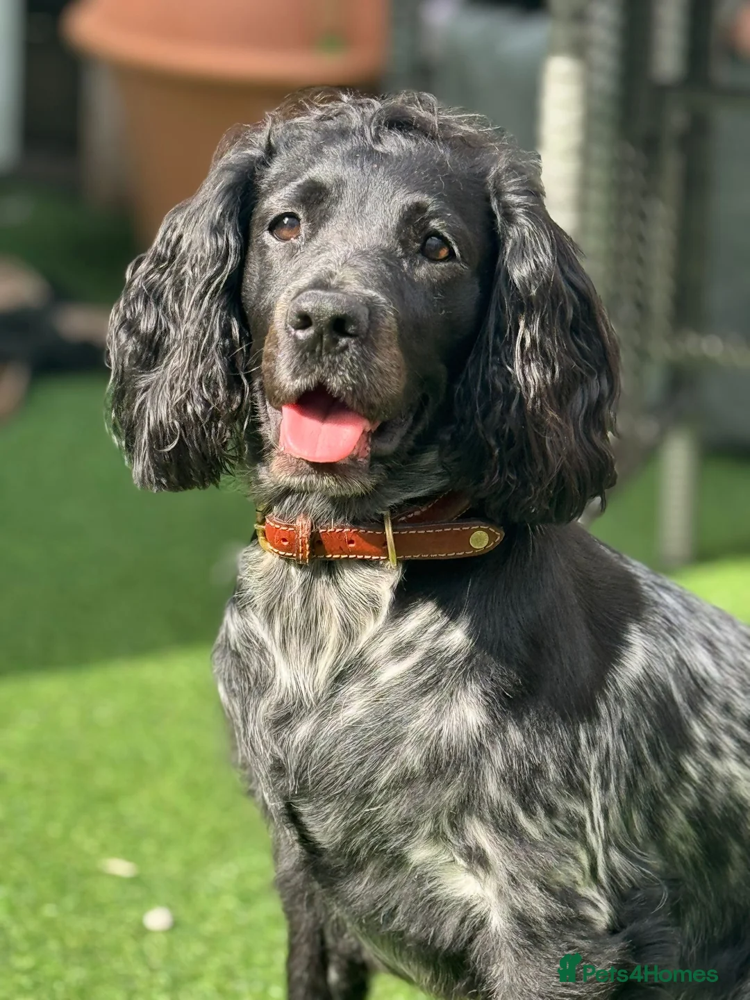 Sprocker dogs for sale: Working Sprocker Spaniels  - Advert 1