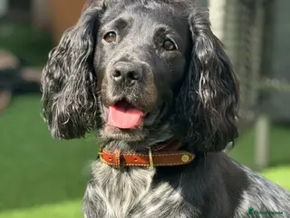 Sprocker dogs Working Sprocker Spaniels - Advert 2