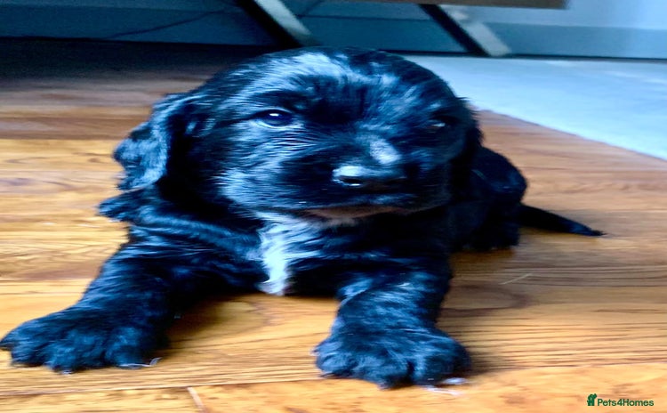 Cocker Spaniel dogs COCKER SPANIELS - Advert 2