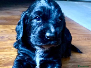 Cocker Spaniel dogs COCKER SPANIELS - Advert 17