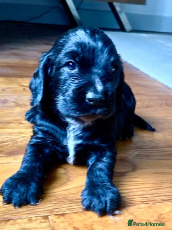 Cocker Spaniel dogs COCKER SPANIELS - Advert 2