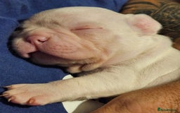 Mixed Breed dogs for sale: Last Beautiful Pink Frenchton Boy Pup Available  - Image 31