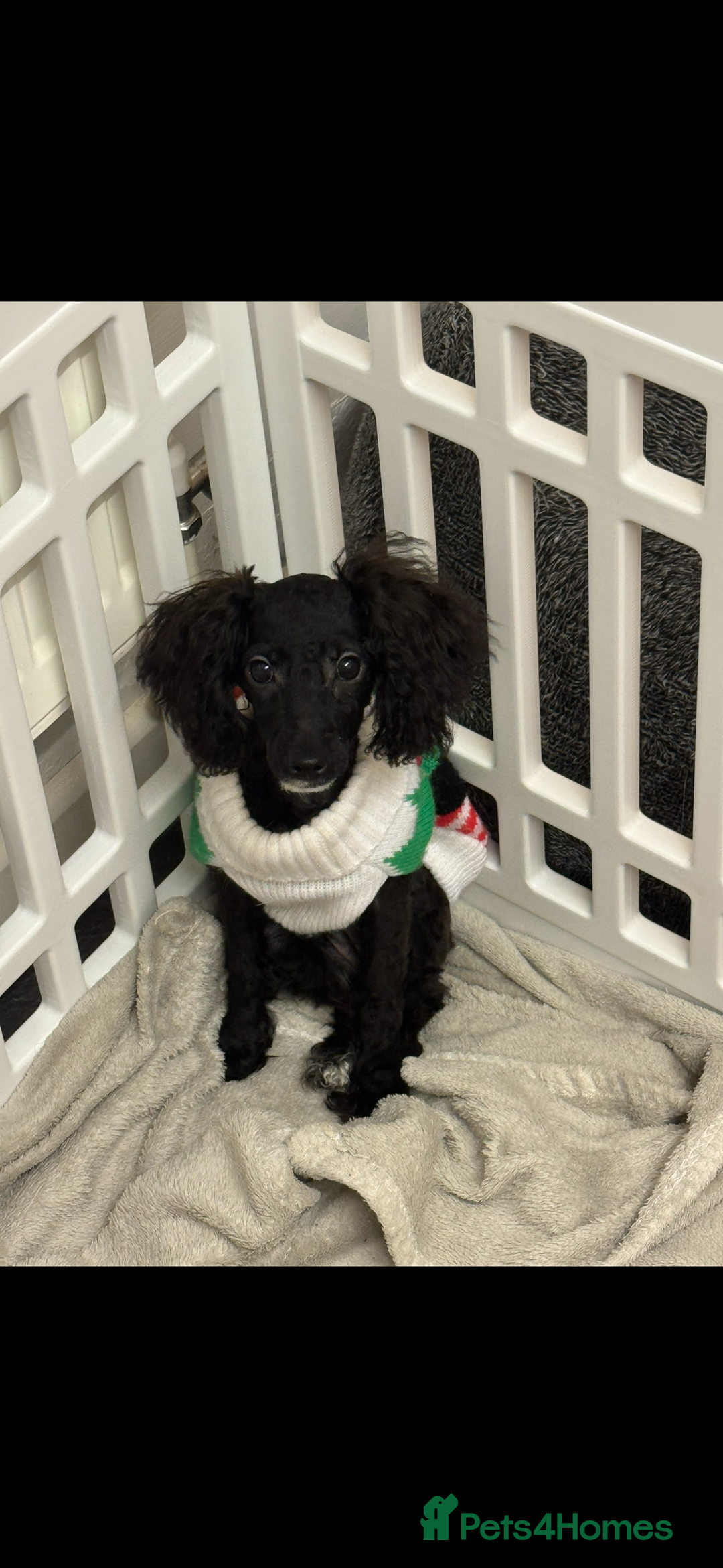 Toy Poodle dogs for sale: Toy Poodle Puppy  - Advert 5