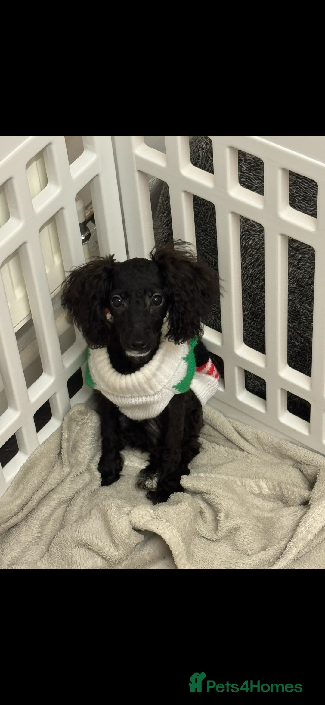 Toy Poodle dogs for sale: Toy Poodle Puppy  - Advert 5