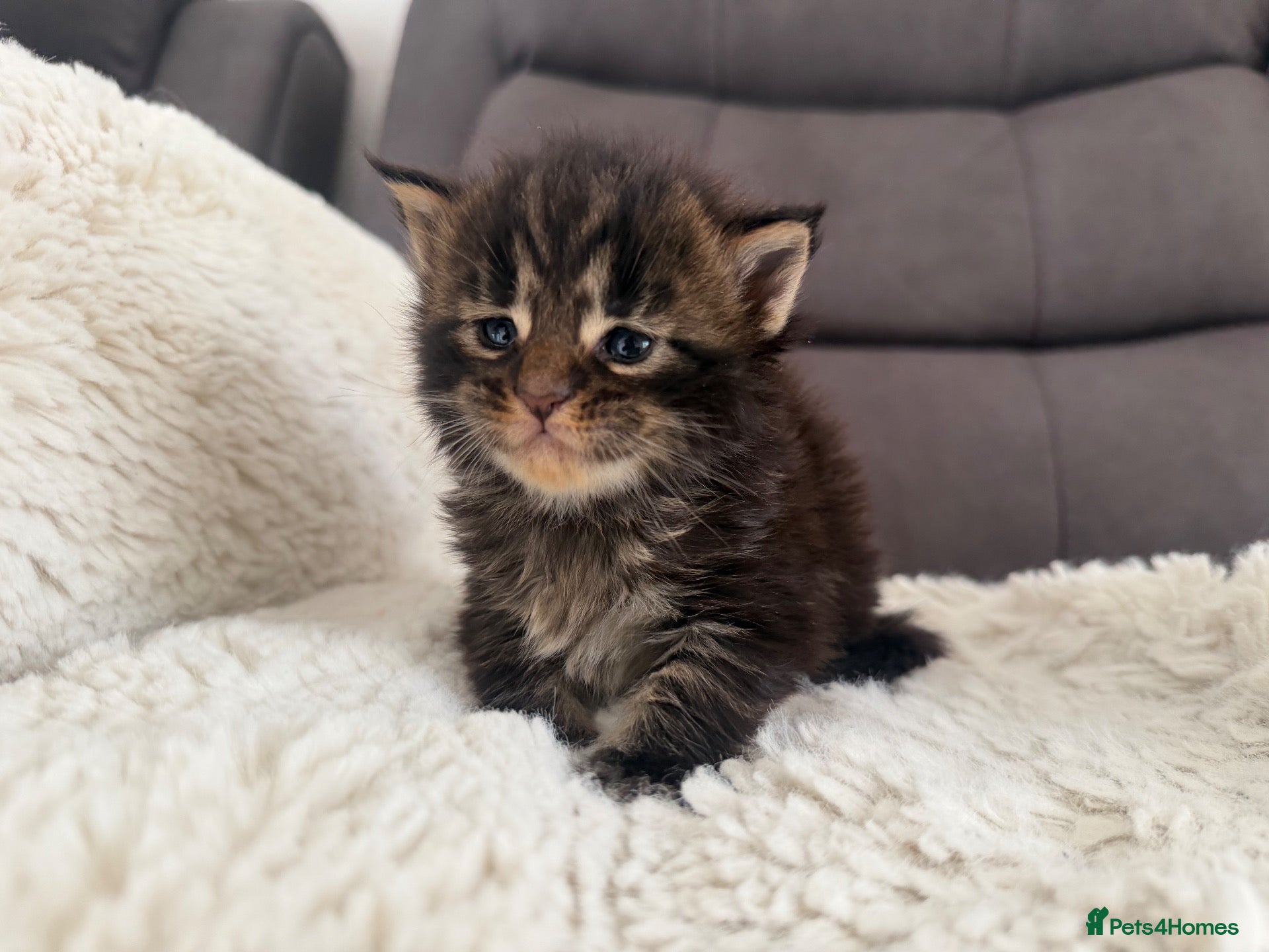 Maine Coon cats SHOW QUALITY MAINE COON KITTENS - Advert 1
