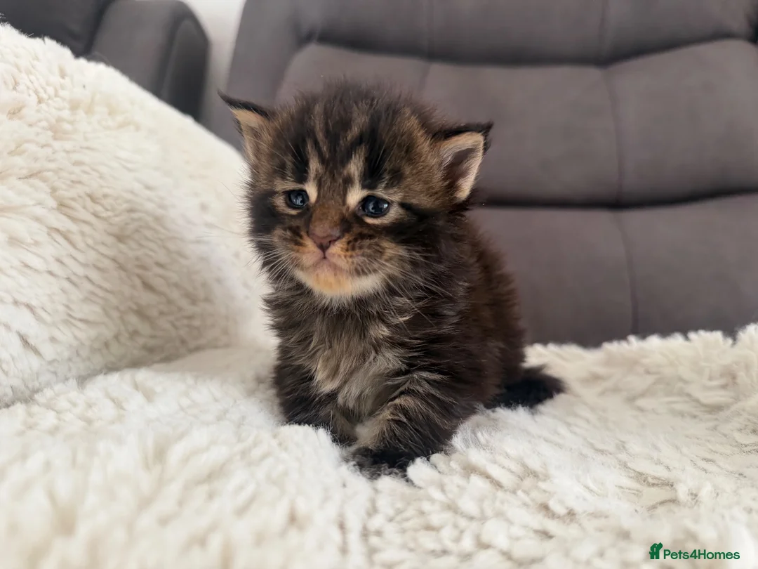 Maine Coon cats for sale: SHOW QUALITY MAINE COON KITTENS - Advert 1