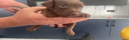 Patterdale Terrier dogs for sale: Beautiful patterdale puppy 1 left  - Advert 6