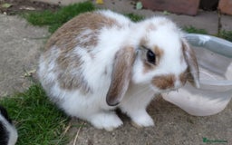 Mini Lop rabbits for sale: Gorgeous Mini lop babies looking for new homes - Image 14