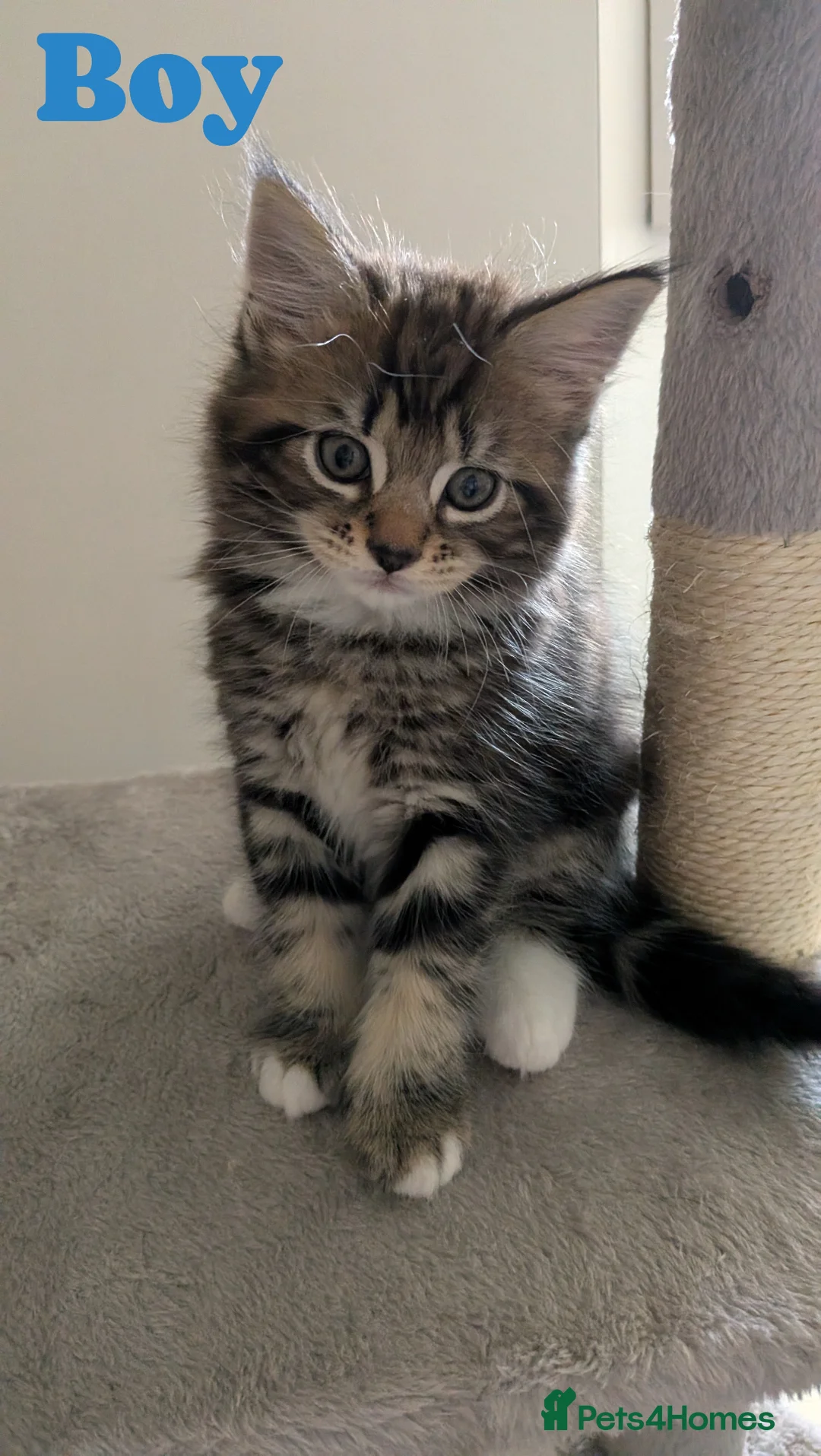 Mixed Breed cats for sale: Maincoon/BSH x BLH Kittens in Gainsborough - Advert 1
